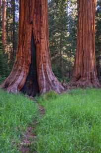 Giant Sequoias-2385